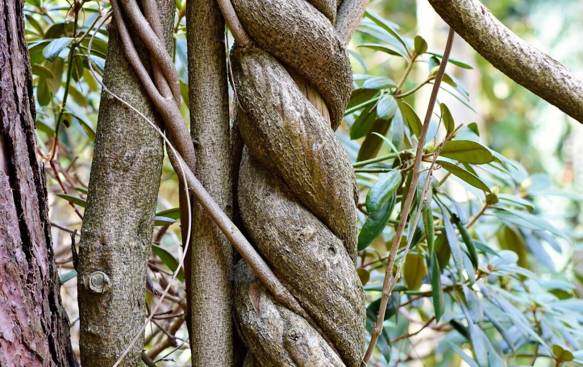 tree, tree trunk, wood, tree bark, forest, tribe, twisted, grow around, nature