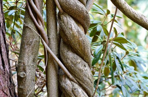 tree, tree trunk, wood, tree bark, forest, tribe, twisted, grow around, nature